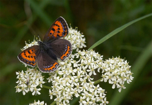 blauwe vuurvlinder 5