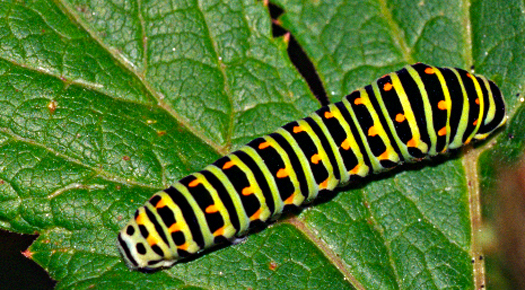 Koninginnepage (rups)