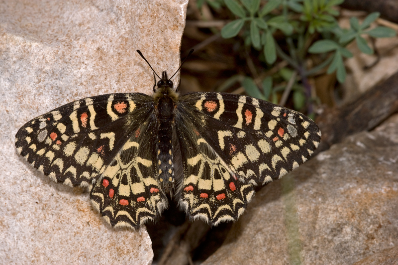 Spaanse pijpbloembvlinder 1 (Zerynthia rumina)