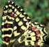 Spaanse pijpbloembvlinder 3 (Zerynthia rumina)