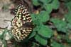 Spaanse pijpbloembvlinder 4 (Zerynthia rumina)