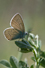 Klaverblauwtje 1 - cyanirus semiargus