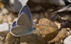 Klaverblauwtje 3 - cyanirus semiargus