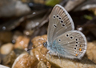 Klaverblauwtje 5 - cyanirus semiargus