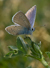 Klaverblauwtje 4 - cyanirus semiargus
