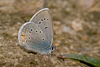 Klaverblauwtje 2 - cyanirus semiargus