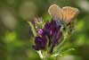 Klaverblauwtje 6 - Cyanirus semiargus