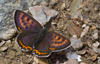 Blauwe vuurvlinder 3