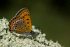 Blauwe vuurvlinder 7