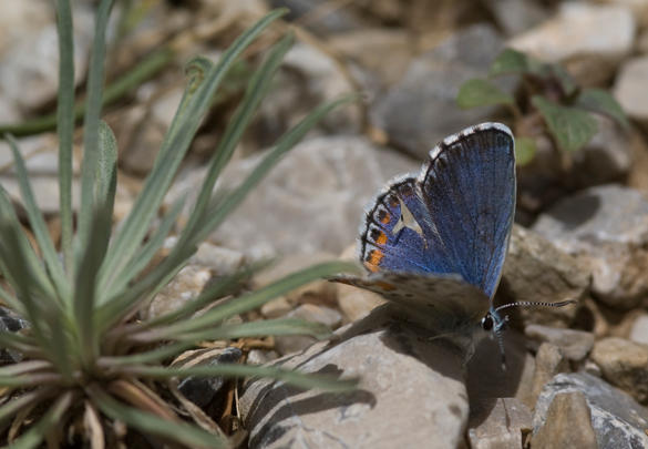 Salieblauwtje (Pseudophilotes bavius)