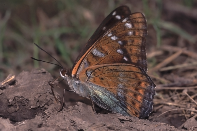 Grote ijsvogelvlinder 3 (Limenitis populi)