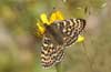 Tweekleurige parelmoervlinder 6 -  Melitaea didyma