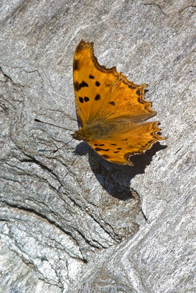 Zuidelijke aurelia 2 (Polygonia egea)