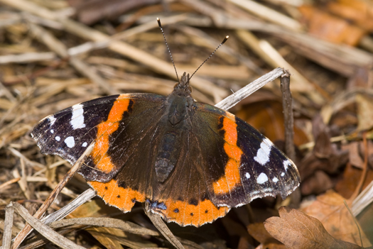 Atalanta 1 - Vanessa atalanta