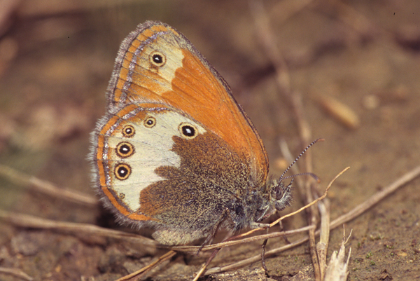 Tweekleurig hooibeestje 1 - Coenonympha arcania