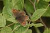 Watererebia - Erebia pronoe